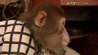 маймуни работят като сервитьори