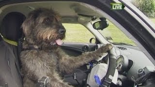 кучета шофират автомобил