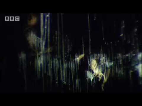 silk thread hunting trap - sir david attenboroughs life in the undergrowth - bbc wildlife
