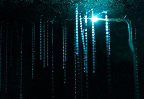 пещерата уаймото - дом на червеите arachnocampa luminosa