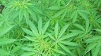 легализираха марихуаната в два щата в сащ
