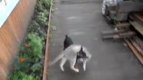 куче носи коте на гръб -видео-