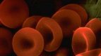учени получиха стволови клетки от човешка кръв