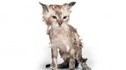британец центрофугирал котка в сушилня  новини от  rozali.com