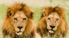 чудо на природата- лъвове носят 3 години плячка на другар, попаднал в капан