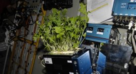 отглеждат овощни дръвчета в космоса