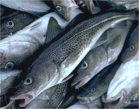 екзотични риби заменят шарана на никулден