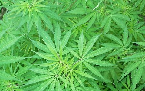 легализираха марихуаната в два щата в сащ