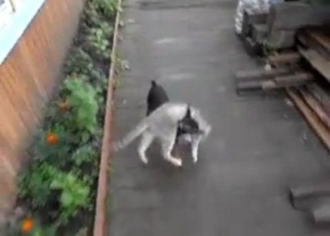 куче носи коте на гръб -видео-