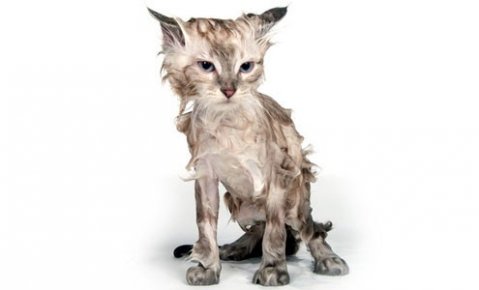 британец центрофугирал котка в сушилня  новини от  rozali.com