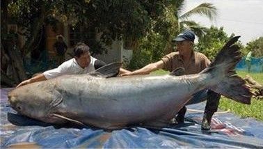 рибари уловиха най-огромния сом в света