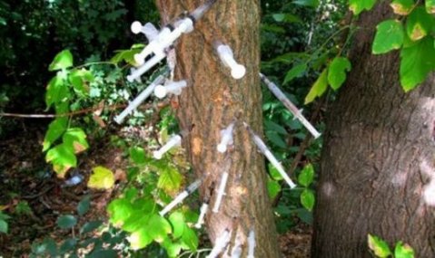 дърво в младежкия парк в русе беше набучено със спринцовки на наркомани