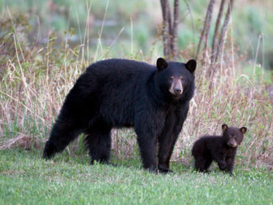 мечки станаха пътна полиция в русия