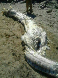 морето изхвърли чудато морско създание на плаж в испания