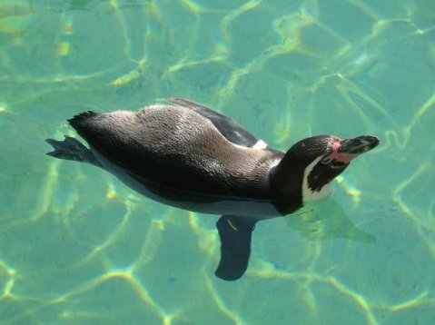 най-възрастният кралски пингвин в света стана на 36 години