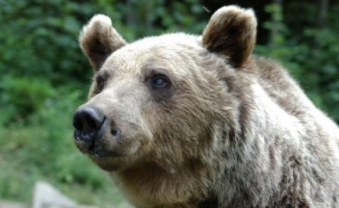 мечка влезе в двор на монтанско село