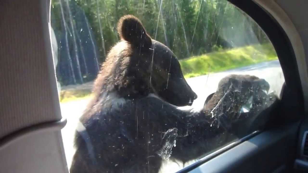 мечки просят храна на магистрала в русия