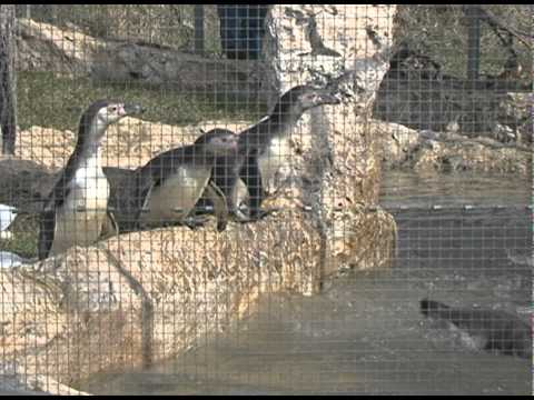 пингвините в софийския зоопарк
